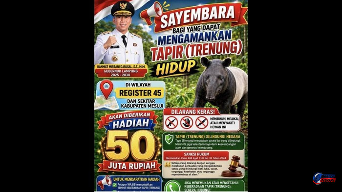 Unik! Bupati Mesuji Gelar Sayembara Tangkap Tapir Hidup-Hidup, Hadiah Rp50 Juta