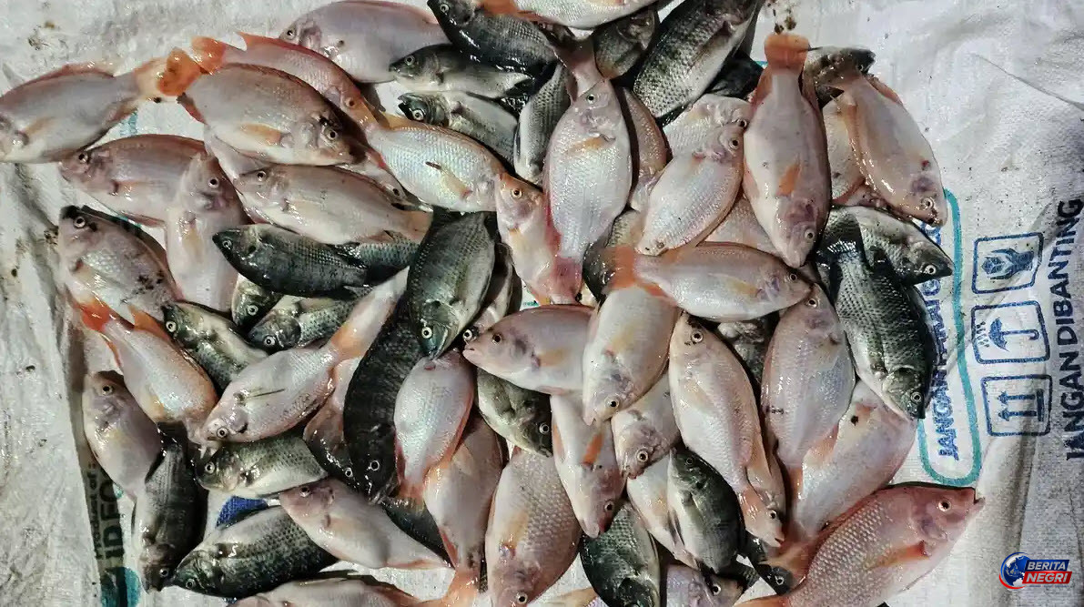 Listrik Padam Hampir Enam Jam di Kalsel, Ratusan Ikan Nila Bioflok Mati