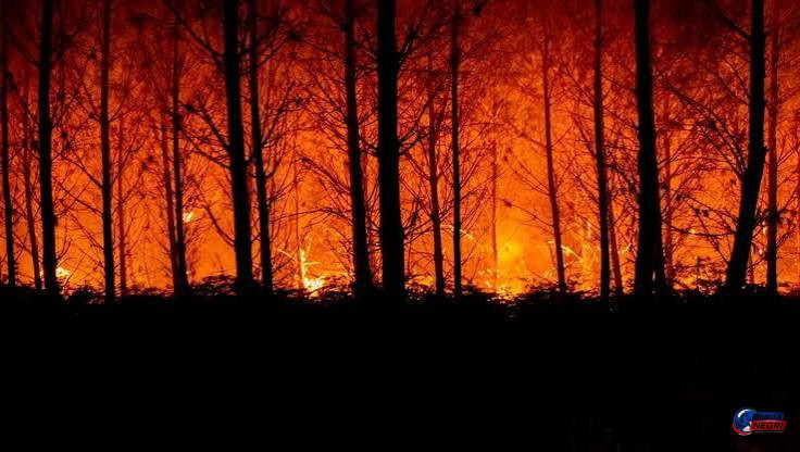 Gelombang Panas Ekstrem 42 Derajat Celsius Picu Kebakaran Hutan Dahsyat di Eropa, Ratusan Ribu Hektare Hangus